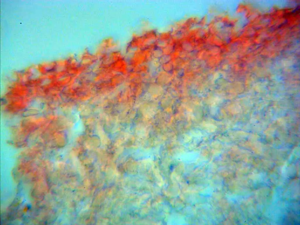 Microscopía de Panus conchatus - 10 - Basidios